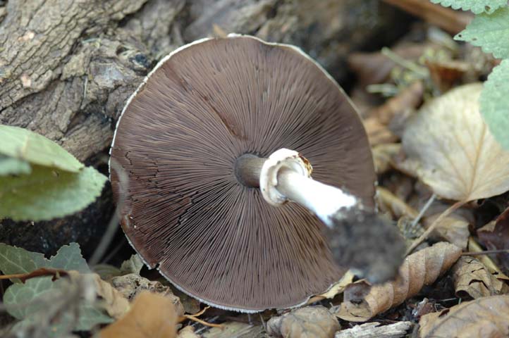 Agaricus campestris?